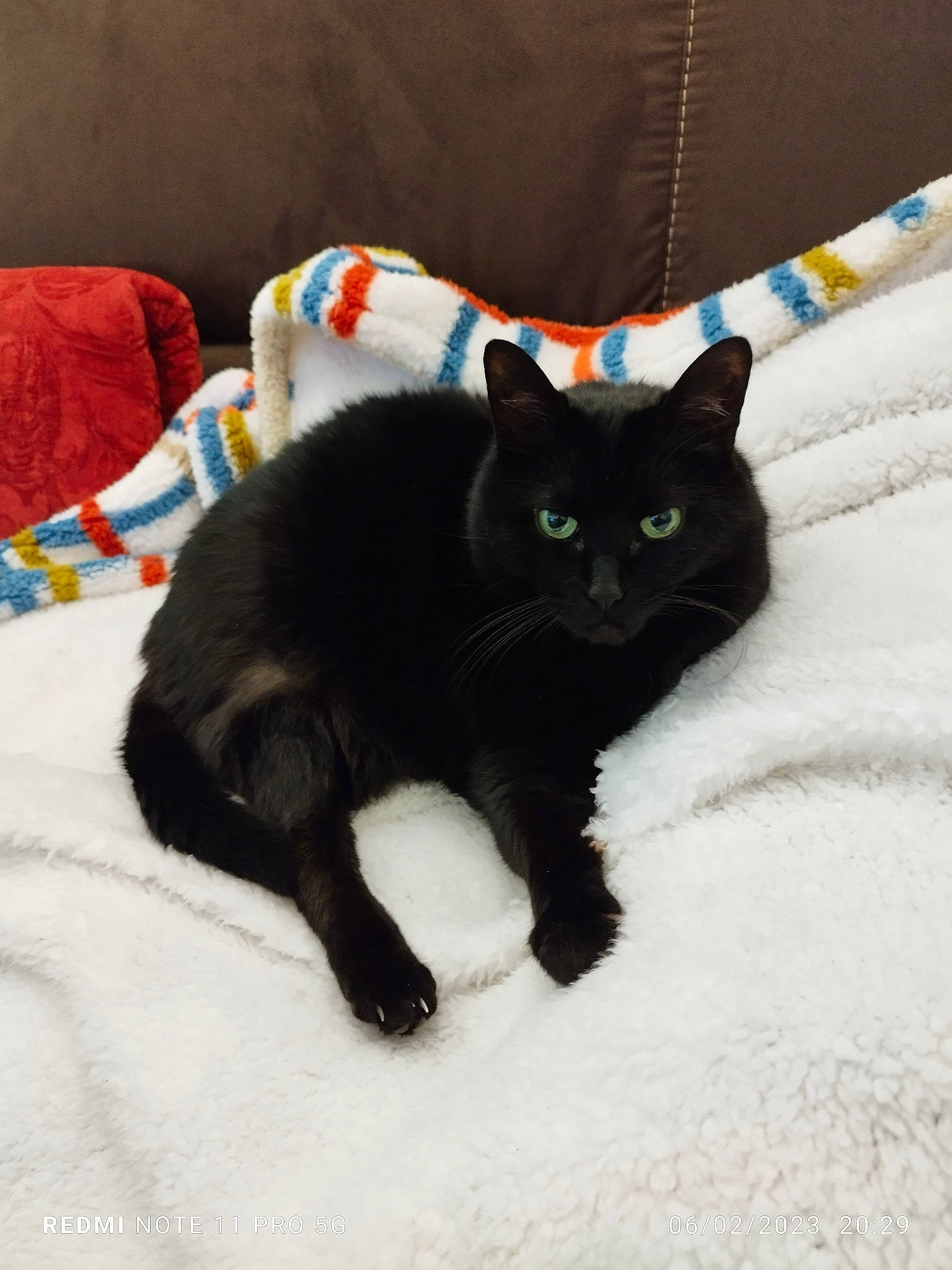 Hilma a rejoint le concours — aidez-le/la à gagner de superbes lots ! black_cat, bombay, carnivore, cat, cat_supply, claw, comfort, domestic_short_haired_cat, felidae, fur, grey, linens, mammal, paw, room, small_to_medium_sized_cats, snout, tail, vertebrate, whiskers