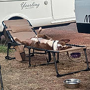 Zazou participe au concours pour gagner de l'argent avec cette photo : dog, lying_down, chair, outdoor, camping, camper_van, sleeping, relaxation, brown_and_white, pet, recliner, dry_grass, metal_bowl, purple_bowl, collar, vehicle, nature, resting, sunlight, leisure