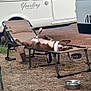 dog, lying_down, chair, outdoor, camping, camper_van, sleeping, relaxation, brown_and_white, pet, recliner, dry_grass, metal_bowl, purple_bowl, collar, vehicle, nature, resting, sunlight, leisure