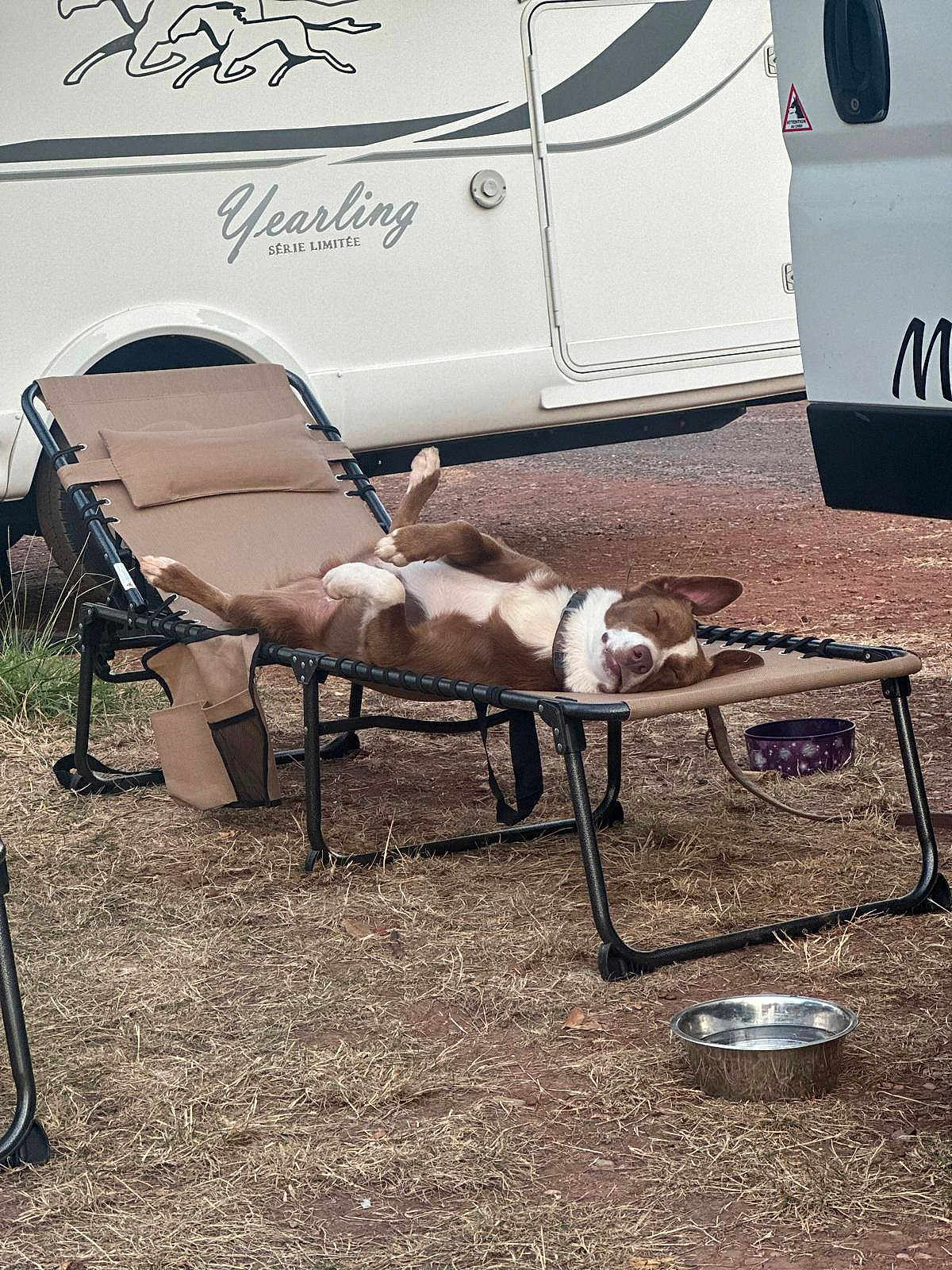 Zazou participe au concours pour gagner de l'argent avec cette photo : dog, lying_down, chair, outdoor, camping, camper_van, sleeping, relaxation, brown_and_white, pet, recliner, dry_grass, metal_bowl, purple_bowl, collar, vehicle, nature, resting, sunlight, leisure