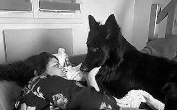 Marley a rejoint le concours — aidez-le/la à gagner de superbes lots ! black, black_and_white, canidae, carnivore, comfort, companion_dog, dog, dog_breed, event, fur, gesture, grey, happy, monochrome, monochrome_photography, room, snout, sporting_group, style, white