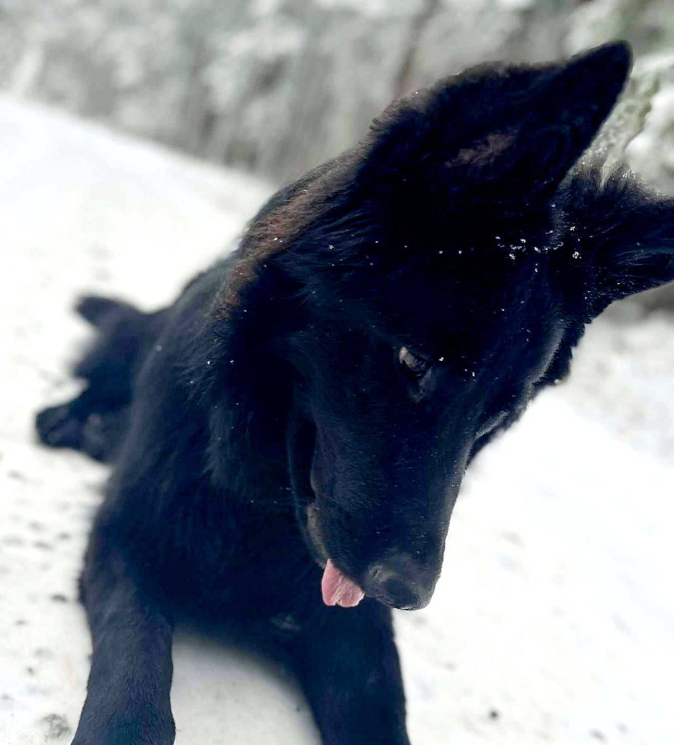 Marley a rejoint le concours — aidez-le/la à gagner de superbes lots ! borador, canidae, carnivore, dog, dog_breed, electric_blue, freezing, fur, liver, snout, snow, sporting_group, terrestrial_animal, whiskers, winter, working_animal, working_dog