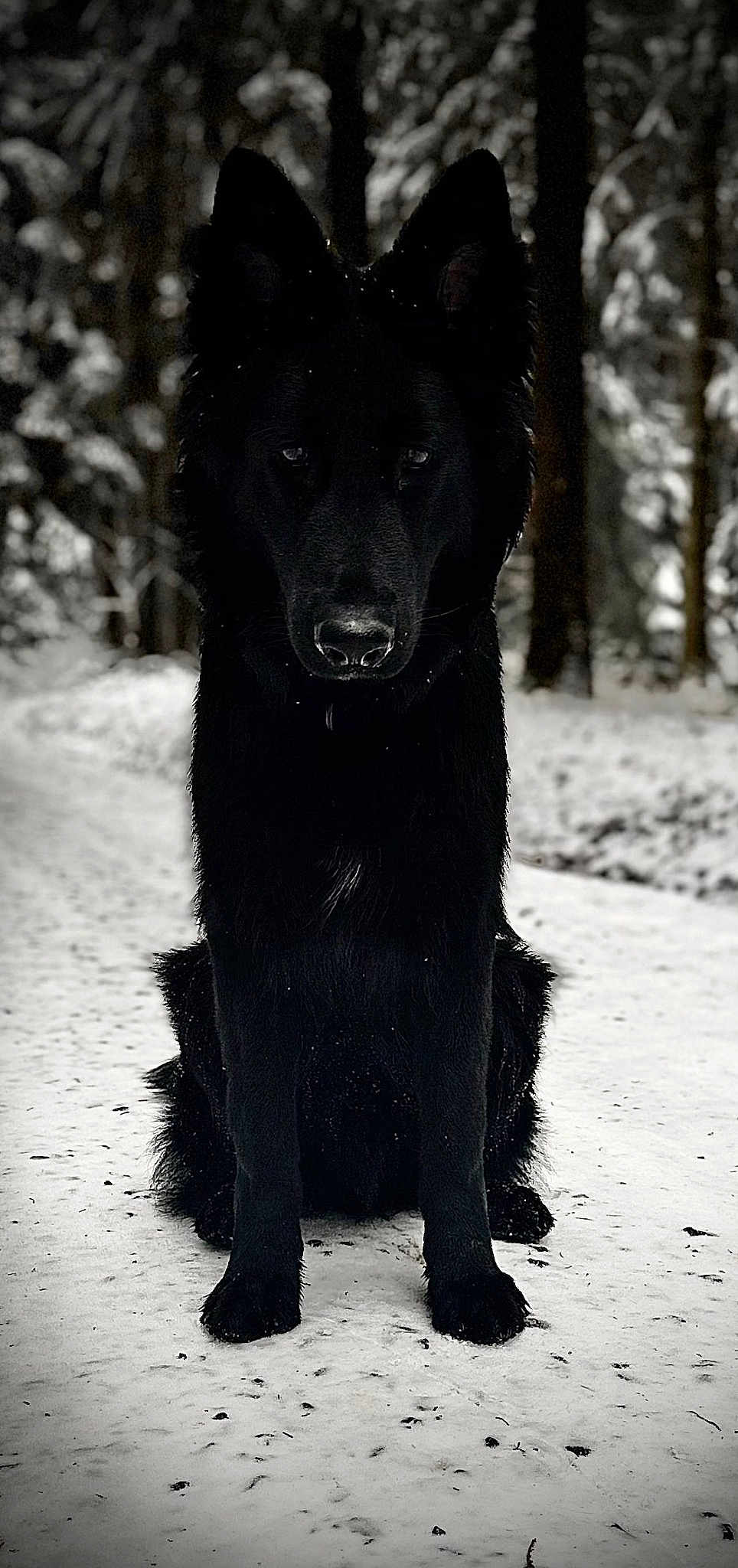Marley