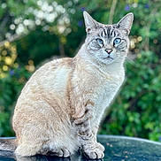 Penny joined the competition — help win amazing prizes! abyssinian, angora, animal, cat, egyptiancat, kitten, manx, pet, siamese