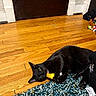 Suga joined the competition — help win amazing prizes! black_cat, cat, toy, banana_toy, wooden_floor, rug, indoor, pet, playful, animal, feline, floor, basket, colorful_toys, cozy, household, chewing, lying_down, domestic_cat, cute