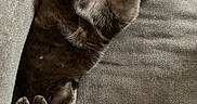 Suga is registered to the contest to win money with this photo: cat, black_cat, pet, animal, feline, fur, relaxed, sleeping, couch, indoor, cozy, paw, whiskers, collar, resting, nap, domestic_animal, cute, furry, companion