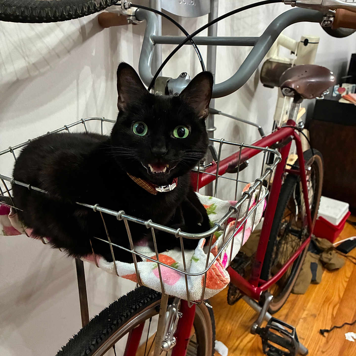 Suga is registered to the contest to win money with this photo: black_cat, cat, bicycle, bicycle_basket, indoor, wooden_floor, pet, green_eyes, animal, seat, handlebars, towel, wheel, tire, metal_basket, floor, room, collar, curious, pet_accessory