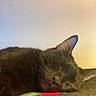 Suga is registered to the contest to win money with this photo: cat, black_cat, sleeping, close_up, pet, fur, whiskers, ear, tongue, blanket, colorful_blanket, indoor, relaxation, peaceful, domestic_animal, cute, animal, mammal, resting, quiet