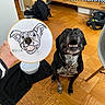 dog, black_dog, embroidery, hand, wooden_floor, bed, checkered_bedspread, indoor, portrait, needlework, fabric, stitching, collar, pet, animal, happy, looking_up, seated, home, bag