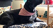Nella is registered to the contest to win money with this photo: dog, black_dog, bandana, cushion, sofa, indoor, window, sunlight, plant, decor, relaxed, pet, furniture, home, resting, side_view, domestic_animal, patterned, comfortable, quiet