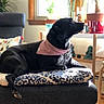 bandana, black_dog, comfortable, cushion, decor, dog, domestic_animal, furniture, home, indoor, patterned, pet, plant, quiet, relaxed, resting, side_view, sofa, sunlight, window