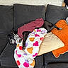 dog, couch, blanket, pillow, sweater, sleeping, black_dog, heart_pattern, indoor, cozy, resting, furniture, pet, canine, relaxing, home, comfort, textile, colorful, soft