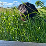 Nella is registered to the contest to win money with this photo: dog, black_dog, grass, greenery, outdoor, sunny, blue_sky, clouds, nature, pet, tongue_out, playful, summer, canine, leaf, daylight, animal, field, closeup, happy