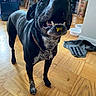 Nella is registered to the contest to win money with this photo: dog, black_dog, indoor, wooden_floor, pet_bowls, open_mouth, teeth, collar, white_speckles, flooring, chair, bag, kitchen, furniture, happy, looking_up, pet, domestic_animal, floor, mouth_open