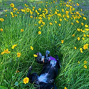 Nella joined the competition — help win amazing prizes! dog, grass, yellow_flowers, outdoor, greenery, playful, purple_harness, nature, sunlight, wildflowers, pet, rolling, summer, field, canine, flora, meadow, animal, happy, leash