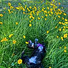 animal, canine, dog, field, flora, grass, greenery, happy, leash, meadow, nature, outdoor, pet, playful, purple_harness, rolling, summer, sunlight, wildflowers, yellow_flowers