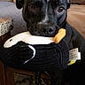 dog, black_dog, plush_toy, indoor, carpet, couch, pet, animal, closeup, toy, sitting, looking, mammal, domestic_animal, furniture, cute, companion, home, floor, living_room