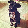 puppy, dog, black_and_white, sitting, floor, tile_floor, pet, indoor, curious, ears, paw, animal, companion, foot, toy, young, cute, looking_up, domestic, small