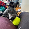 dog, black_dog, tennis_ball, indoor, pet, playful, looking_up, close_up, floor, water_dispenser, clothes, pet_bowls, home, cozy, animal, canine, fur, ears, nose, tongue