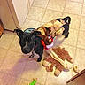 dog, black_dog, stuffed_animal_costume, toy, plush_toy, chew_bone, kitchen_floor, tile_floor, pet, animal, looking_up, curious, indoor, domestic, playful, household, flooring, small_dog, costume, pet_toy