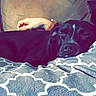 dog, black_dog, sleeping, blanket, patterned_blanket, couch, sofa, human_arm, resting_hand, indoor, cozy, relaxation, nap, pet, companion, home, comfort, furniture, closeup, domestic