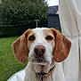animal, brown_and_white, canine, close_up, collar, daylight, dog, ears, fence, garden, grass, greenery, leash, nature, outdoor, pet, portrait, sitting, table, white_curtain