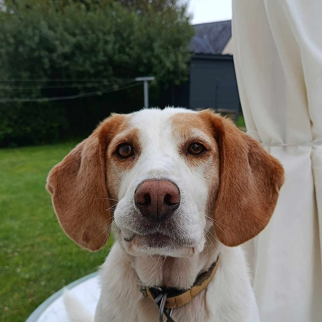 Olaf participe au concours pour gagner de l'argent avec cette photo : animal, brown_and_white, canine, close_up, collar, daylight, dog, ears, fence, garden, grass, greenery, leash, nature, outdoor, pet, portrait, sitting, table, white_curtain