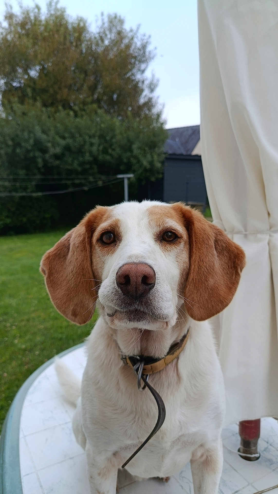 Olaf