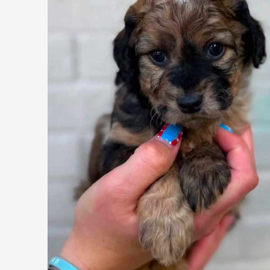 Indy