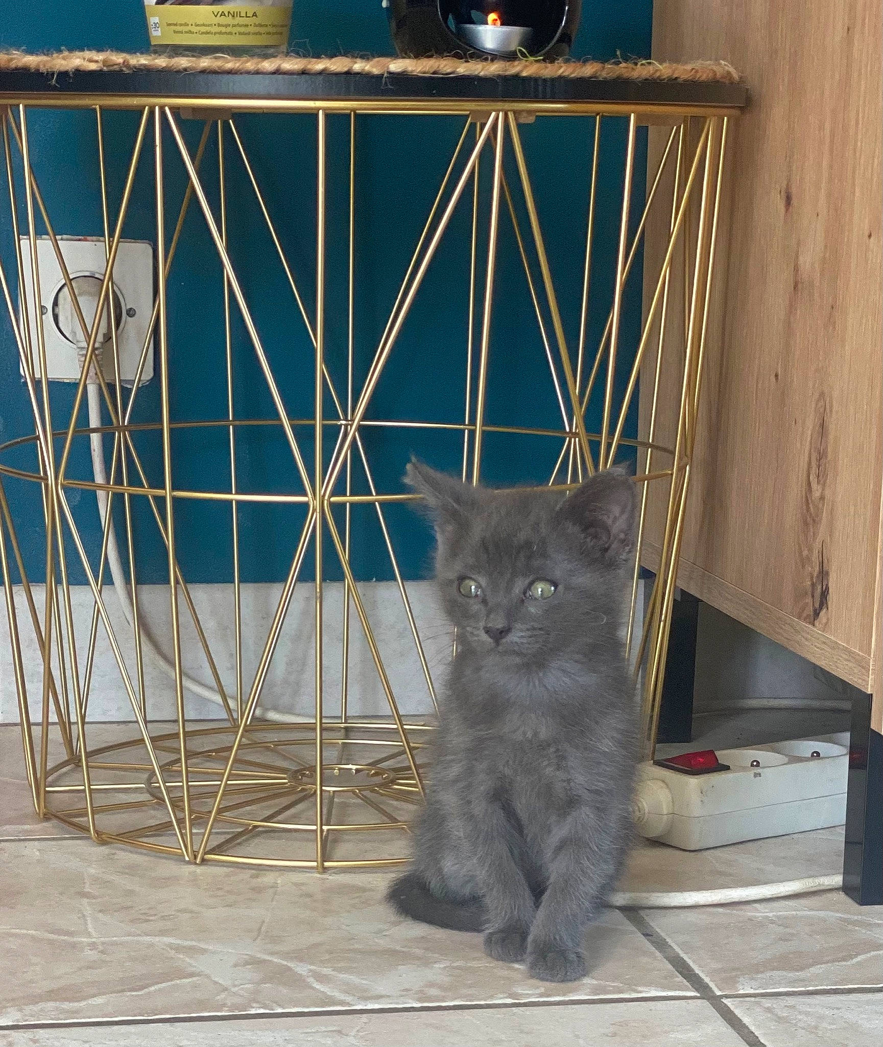 Floki a rejoint le concours — aidez-le/la à gagner de superbes lots ! animal_shelter, black_cat, carnivore, cat, chartreux, domestic_short_haired_cat, electric_blue, felidae, flooring, fur, grey, mesh, metal, paw, russian_blue, small_to_medium_sized_cats, snout, tail, whiskers, wood