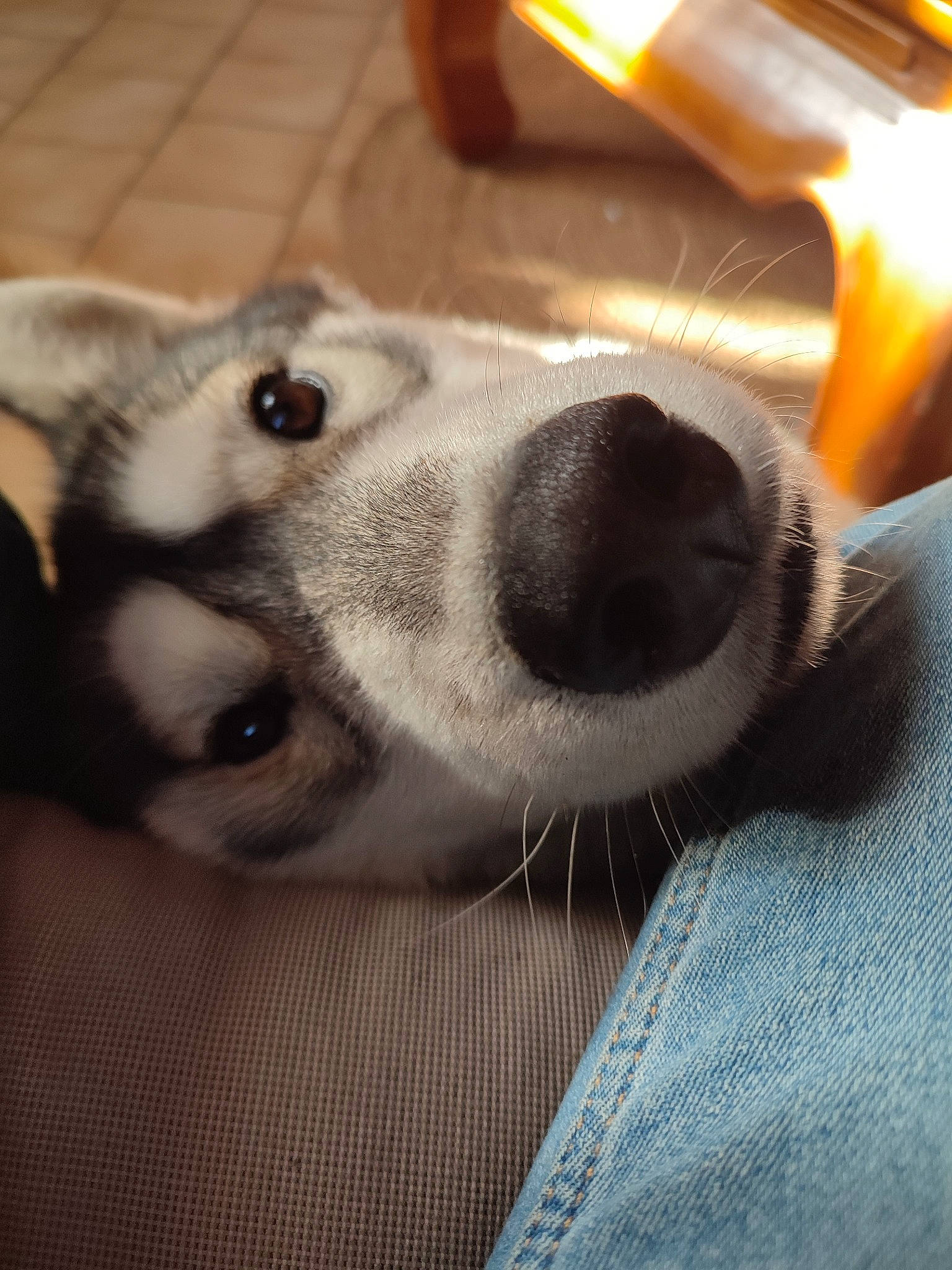 Balto participe au concours pour gagner de l'argent avec cette photo : canidae, carnivore, comfort, companion_dog, dog, dog_breed, ear, fawn, fur, non_sporting_group, paw, selfie, snout, sporting_group, whiskers, working_animal