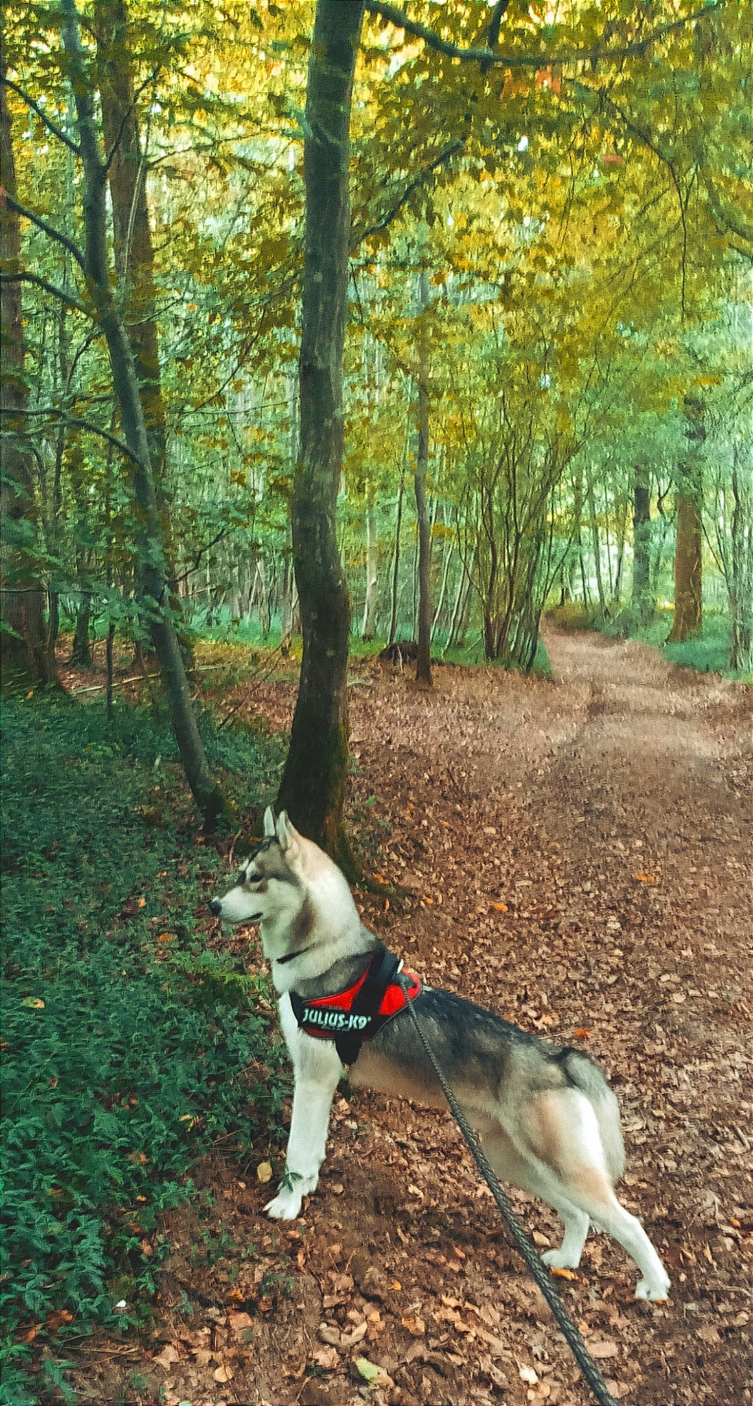 Balto participe au concours pour gagner de l'argent avec cette photo : carnivore, companion_dog, deciduous, dog, dog_breed, dog_supply, fawn, forest, grass, leash, natural_landscape, plant, sporting_group, tail, temperate_broadleaf_and_mixed_forest, tree, trunk, wood, woodland, working_animal