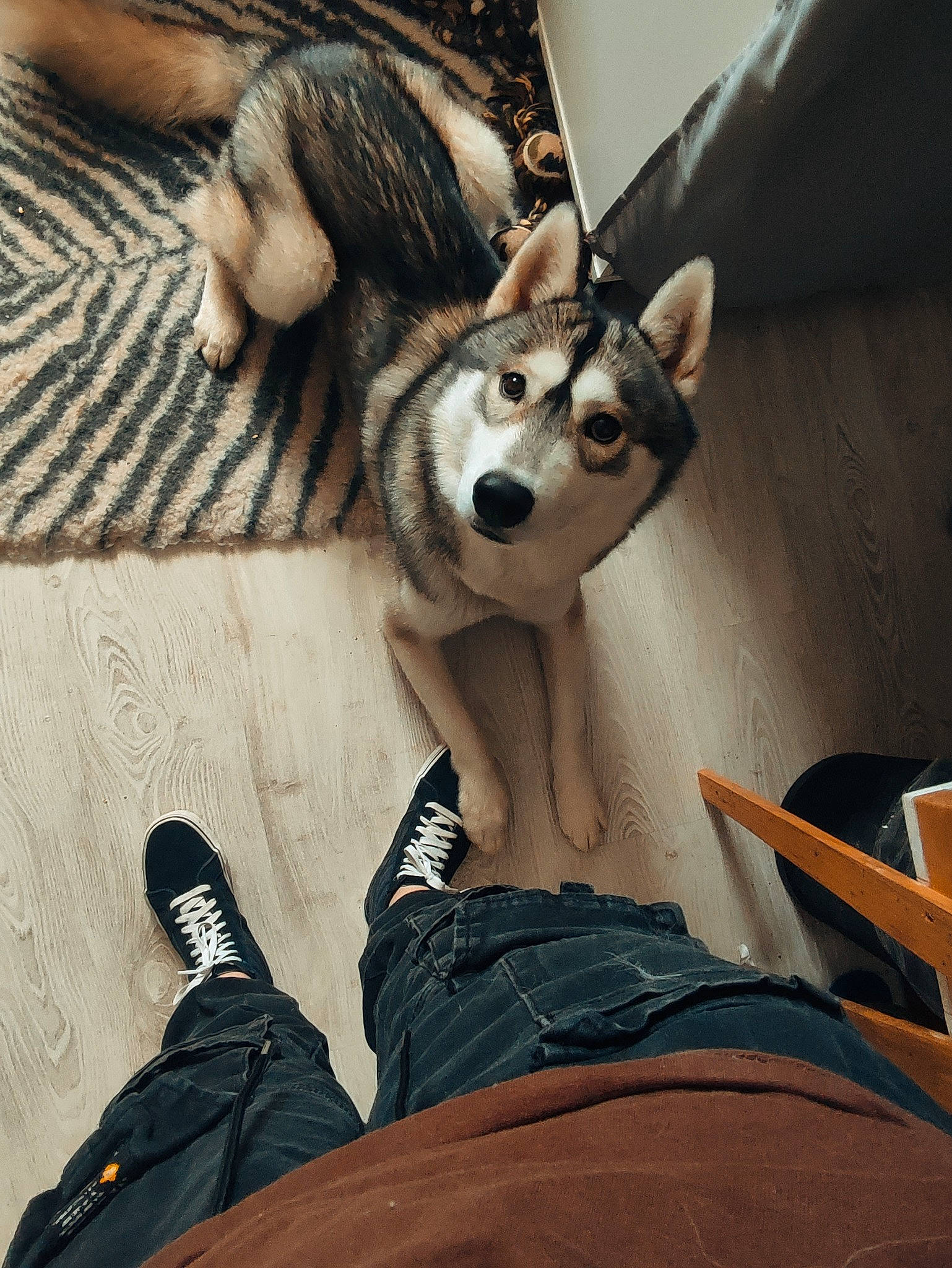 Balto participe au concours pour gagner de l'argent avec cette photo : canidae, canis, carnivore, companion_dog, cool, dog, dog_breed, eyewear, fashion_accessory, fawn, flooring, fur, grey, human_leg, sitting, sled_dog, snout, toy, whiskers, wood