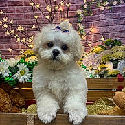 Teddy joined the competition — help win amazing prizes! puppy, dog, white_fur, bow, wooden_crate, flowers, fairy_lights, plush_toy, teddy_bear, brick_wall, decorative_lights, cute, pet, indoor, close_up, adorable, fluffy, animal, portrait, bench