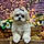 Teddy