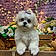 Teddy