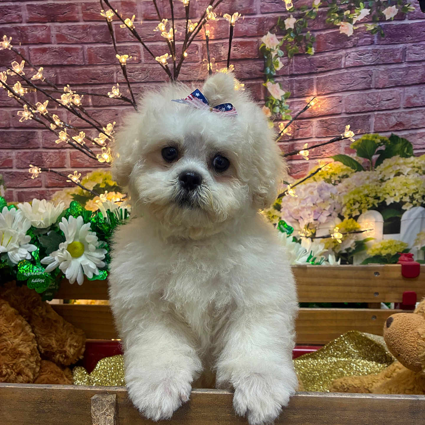 Teddy joined the competition — help win amazing prizes! puppy, dog, white_fur, bow, wooden_crate, flowers, fairy_lights, plush_toy, teddy_bear, brick_wall, decorative_lights, cute, pet, indoor, close_up, adorable, fluffy, animal, portrait, bench
