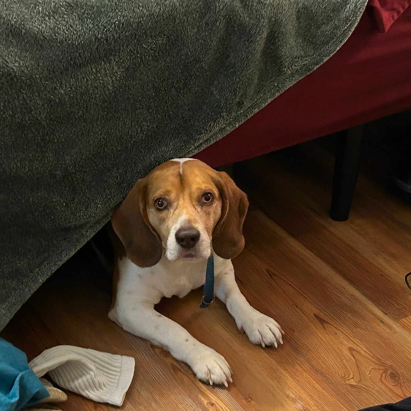 Blu joined the competition — help win amazing prizes! animal, beagle, blanket, brown, collar, cozy, curious, dog, ears, face, floor, furniture_leg, indoor, looking, lying_down, pet, shoe, sock, white, wooden_floor