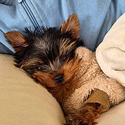 Buddy a rejoint le concours — aidez-le/la à gagner de superbes lots ! dog, puppy, small_dog, yorkshire_terrier, fur, ears, nose, paw, sweater, clothing, blanket, couch, indoor, resting, cute, pet, cozy, relaxing, close_up, animal