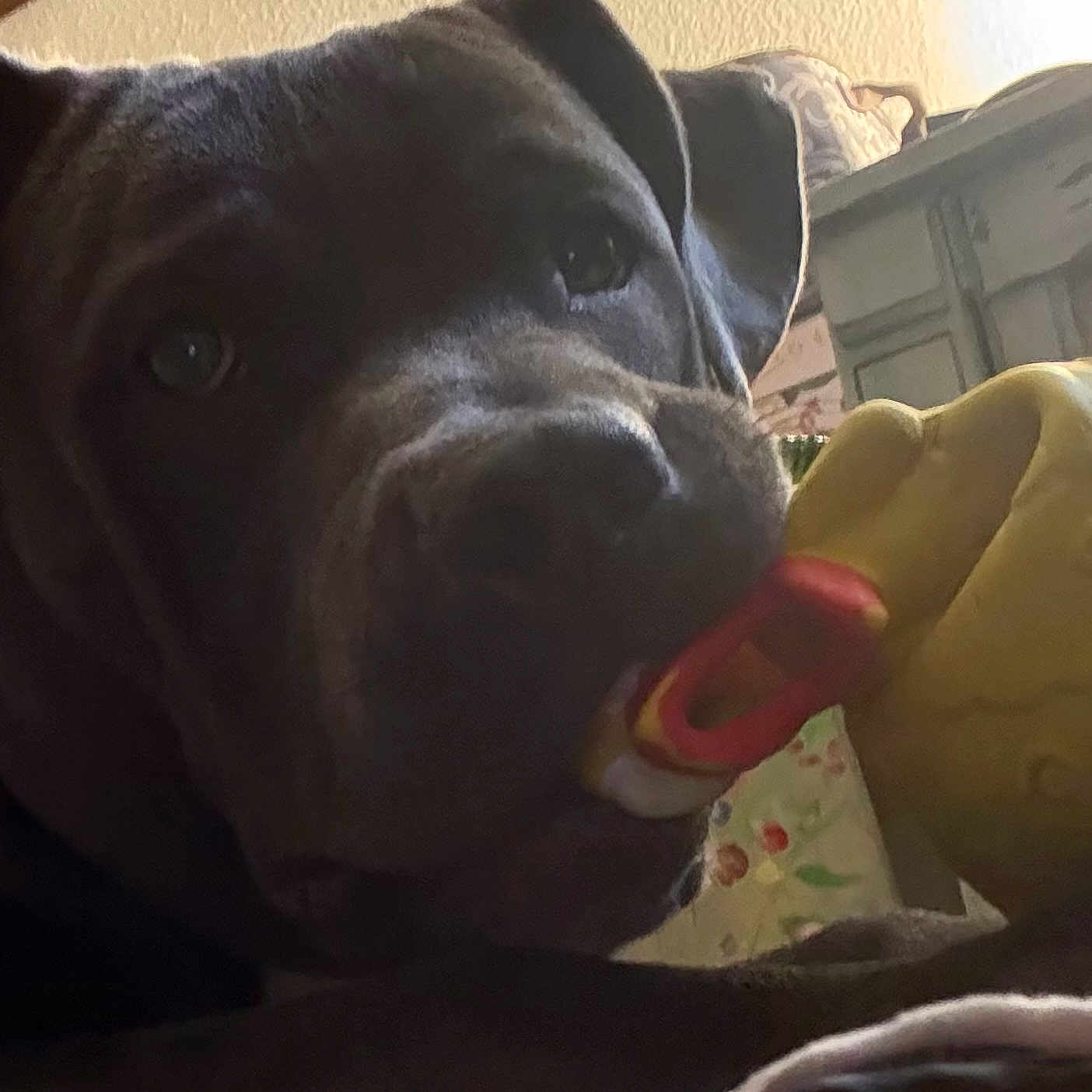 Kanute is registered to the contest to win money with this photo: animal, ball, bulldog, canine, couch, dog, face, furniture, head, hound, indoors, labradorretriever, person, pet, photography, portrait, puppy, sport, tennis, tennisball