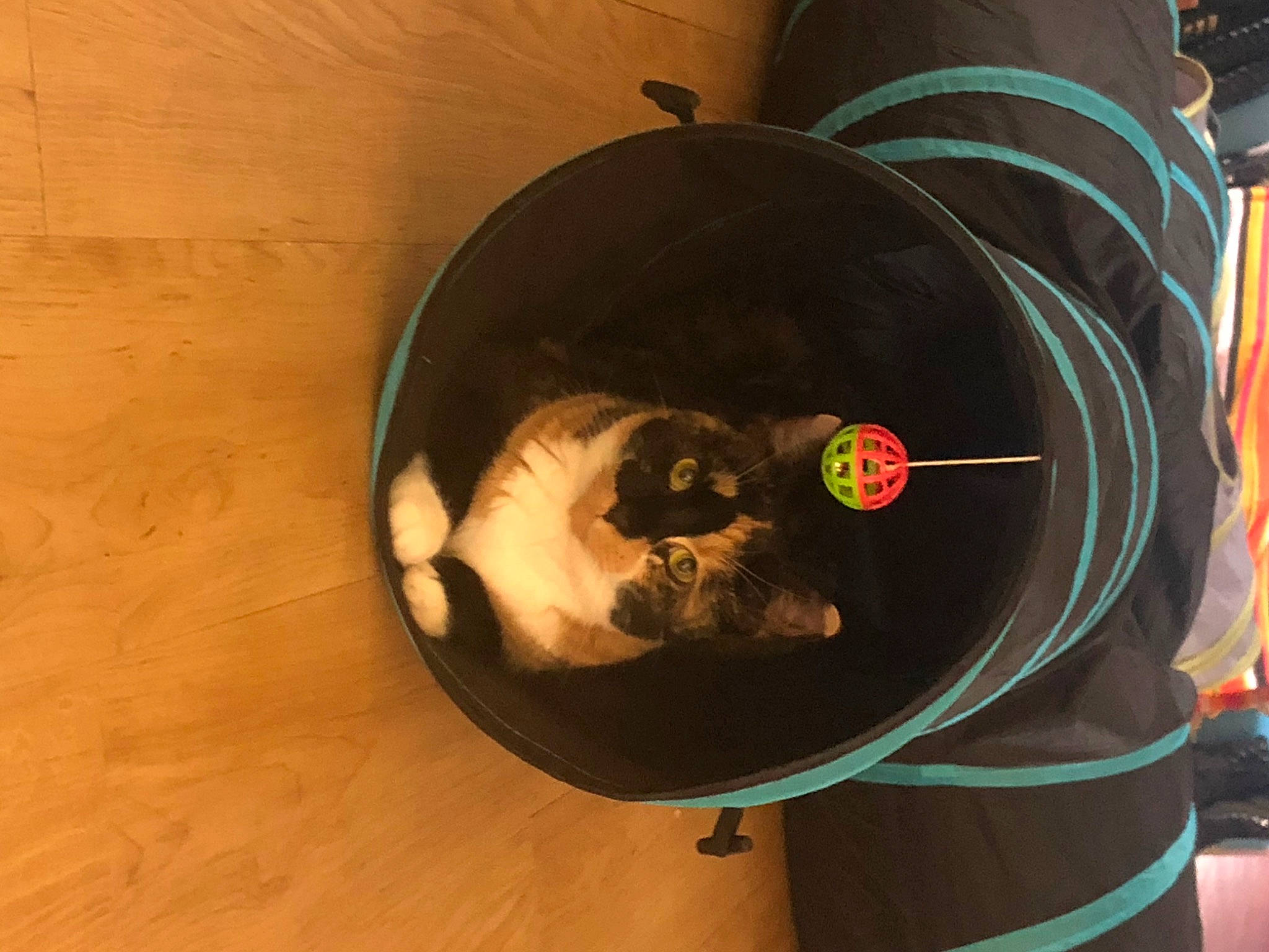 Mystic is registered to the contest to win money with this photo: automotive_tire, canidae, carnivore, cat, cat_supply, circle, comfort, domestic_short_haired_cat, felidae, flooring, hardwood, hat, pet_supply, plywood, small_to_medium_sized_cats, tail, waste_container, whiskers, wood, wood_flooring