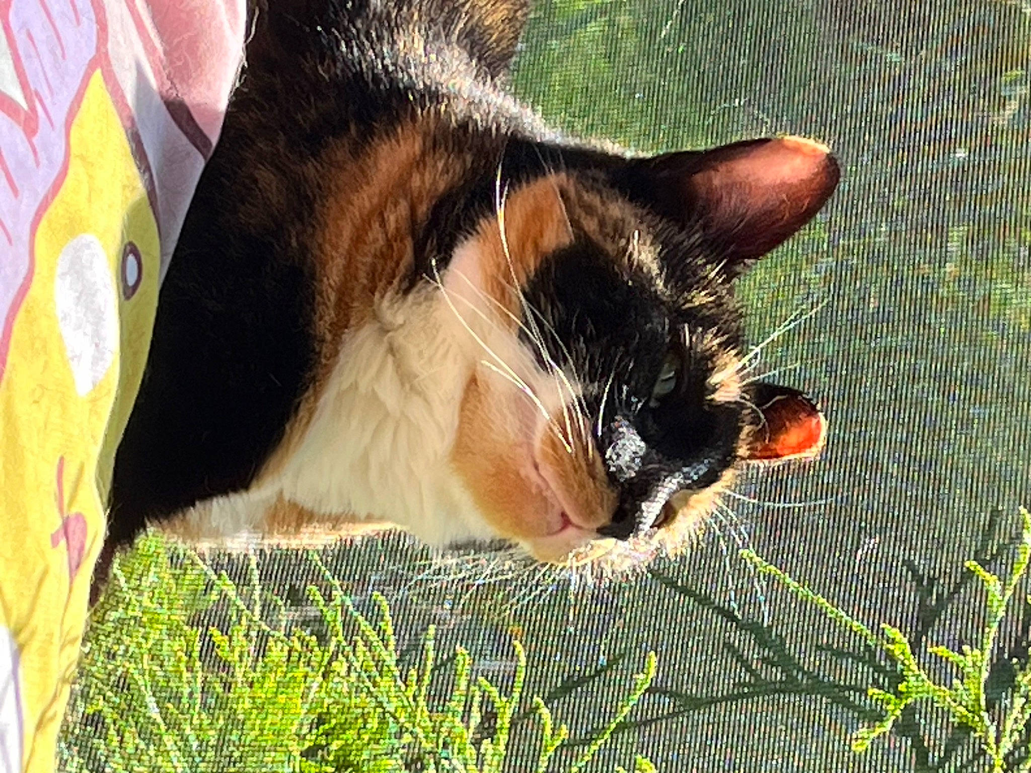 Mystic is registered to the contest to win money with this photo: canidae, carnivore, cat, claw, dog_breed, domestic_short_haired_cat, eye, fawn, felidae, foot, fur, grass, human_leg, paw, plant, small_to_medium_sized_cats, snout, tail, whiskers, wildlife