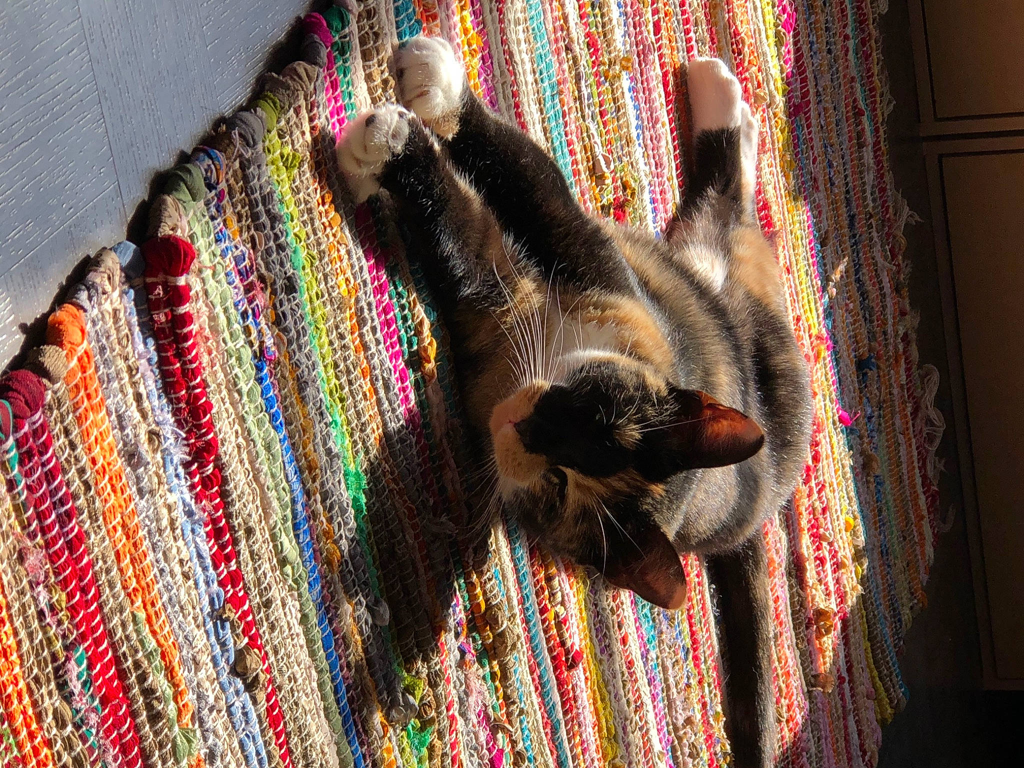 Mystic joined the competition — help win amazing prizes! art, brown, carnivore, cat, creative_arts, fashion_accessory, fawn, felidae, flooring, fur, linens, magenta, pattern, small_to_medium_sized_cats, tail, textile, window, wood, wool, woolen