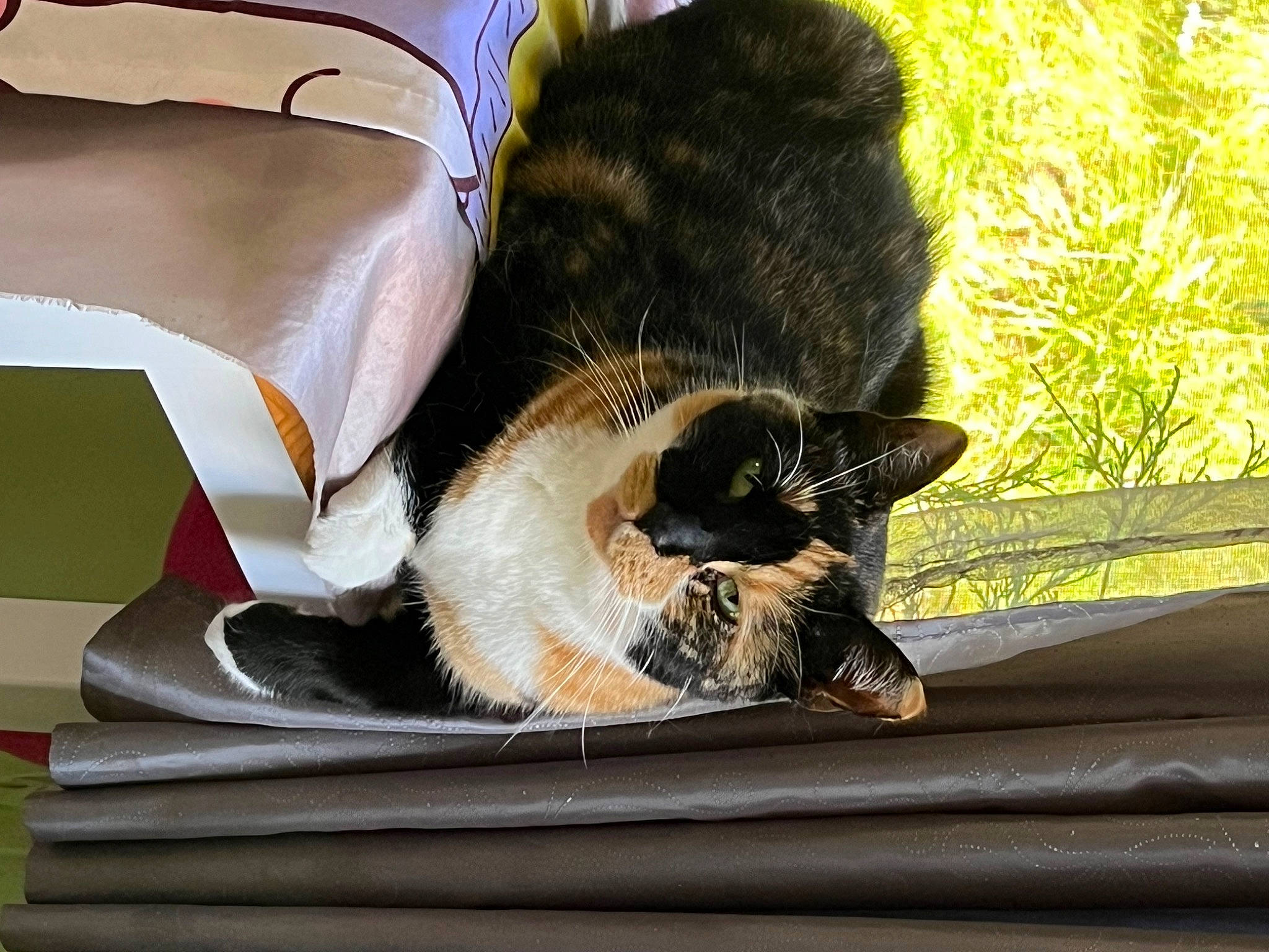 Mystic joined the competition — help win amazing prizes! carnivore, cat, claw, comfort, domestic_short_haired_cat, felidae, fur, grass, house, human_leg, mammal, paw, plant, sitting, small_to_medium_sized_cats, tail, vertebrate, whiskers, window, wood