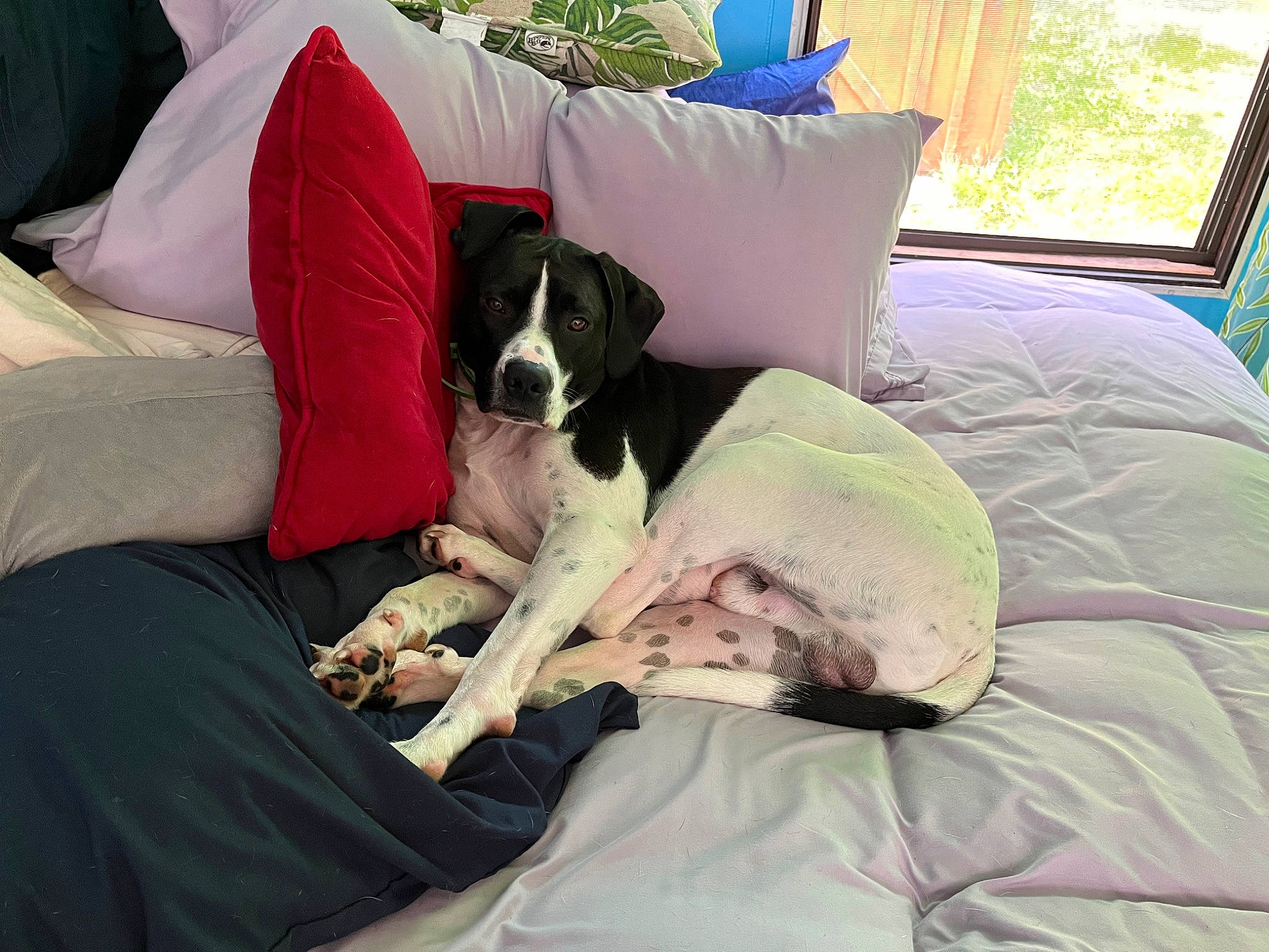Cowboy is registered to the contest to win money with this photo: bedding, canidae, carnivore, comfort, companion_dog, couch, dog, dog_breed, dog_supply, duvet, fawn, leisure, linens, pillow, room, shade, sporting_group, throw_pillow, window, working_animal