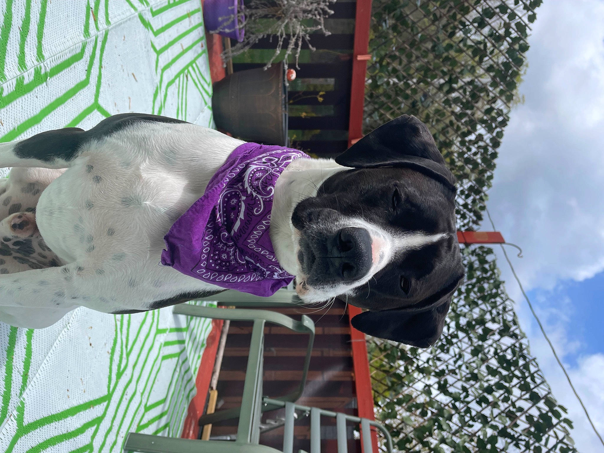 Cowboy joined the competition — help win amazing prizes! canidae, carmine, cloud, collar, dog, dog_breed, dog_supply, event, fur, magenta, plant, sky, sporting_group, tail, tree, water, winter, working_animal