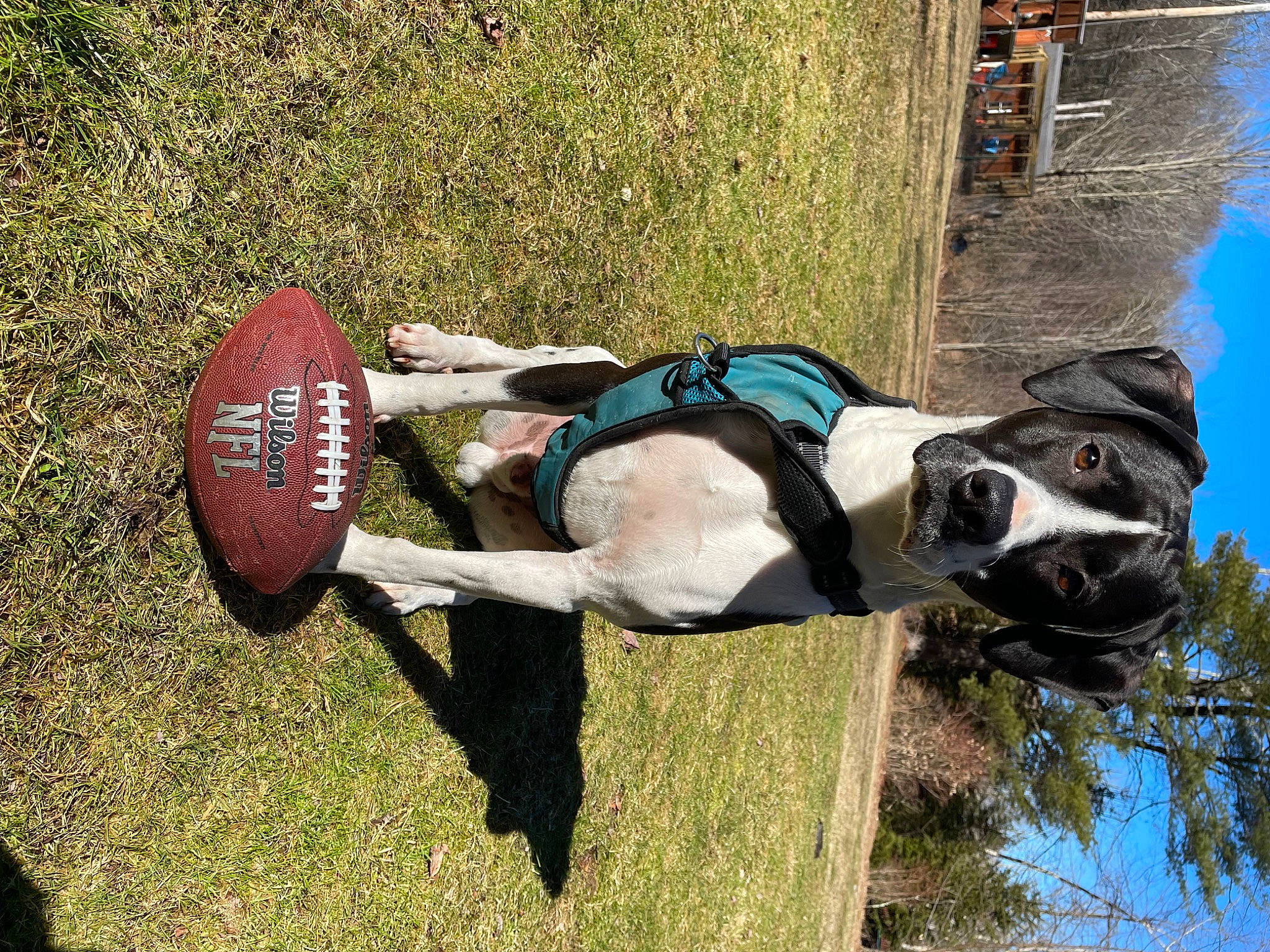 Cowboy joined the competition — help win amazing prizes! canidae, carmine, carnivore, dog, dog_breed, dog_supply, grass, grassland, hat, leisure, pet_supply, plant, recreation, sculpture, sky, sporting_group, statue, tree, water, working_animal