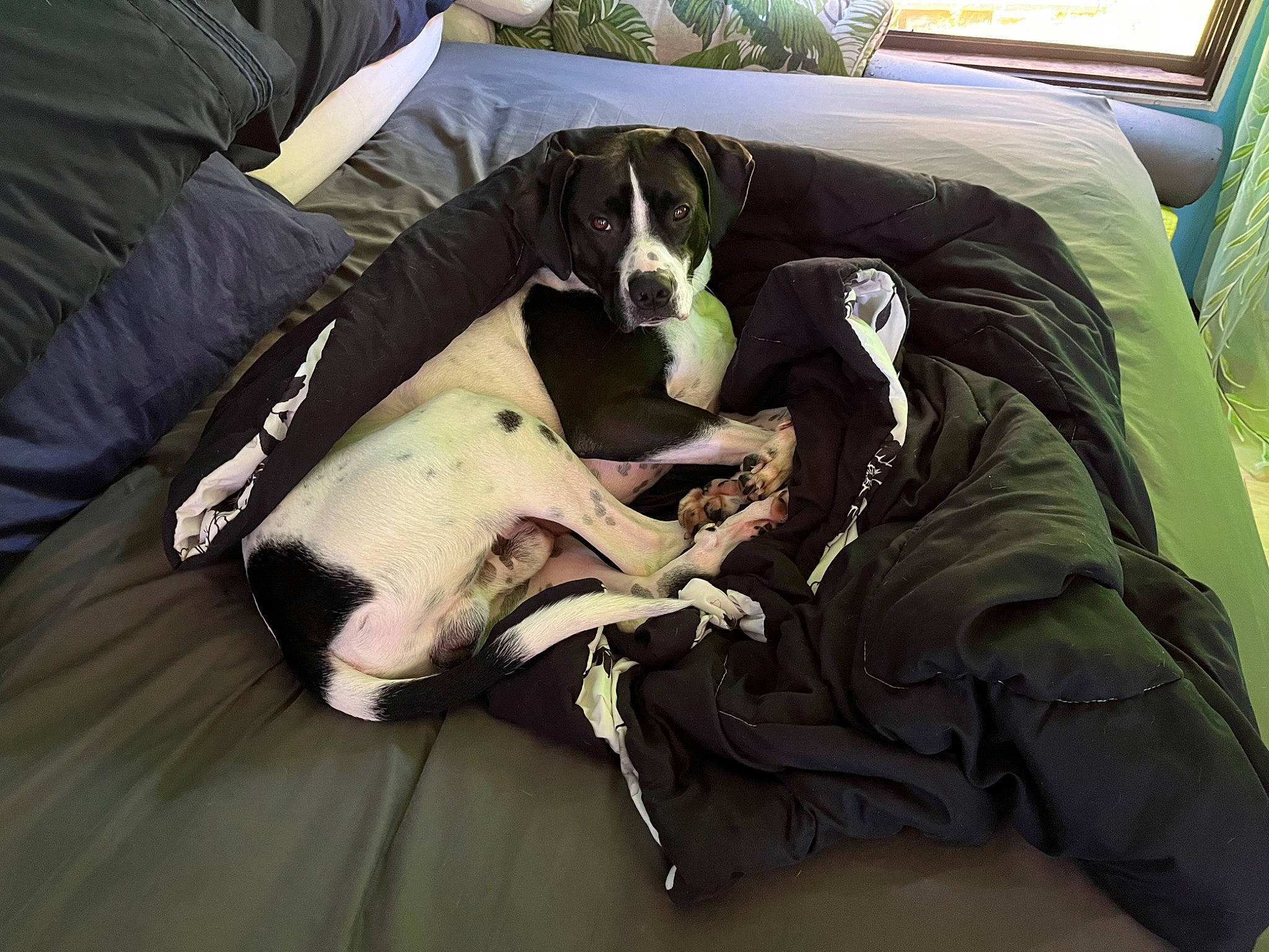 Cowboy is registered to the contest to win money with this photo: canidae, carnivore, comfort, companion_dog, couch, dog, dog_breed, dog_supply, fawn, guard_dog, linens, nap, pointer, puppy, sighthound, snout, sporting_group, toy_dog, weimaraner, working_animal