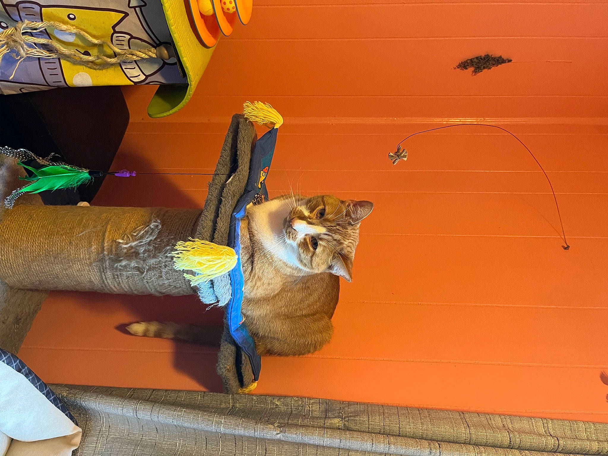 Pumpkin is registered to the contest to win money with this photo: art, carnivore, cat, cat_supply, comfort, domestic_short_haired_cat, fawn, felidae, fur, orange, pet_supply, room, small_to_medium_sized_cats, tail, visual_arts, whiskers, window, wood