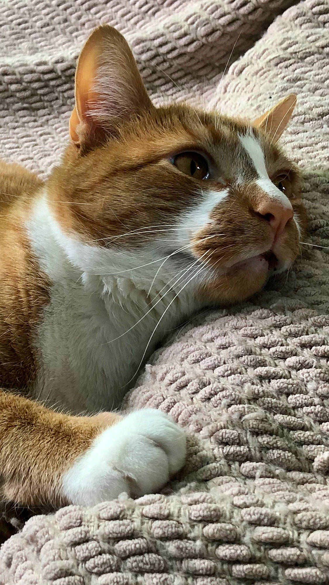 Pumpkin joined the competition — help win amazing prizes! carnivore, cat, claw, comfort, domestic_short_haired_cat, eye, fawn, felidae, fur, grass, paw, sitting, small_to_medium_sized_cats, snout, tail, terrestrial_animal, tree, whiskers, wildlife, wood